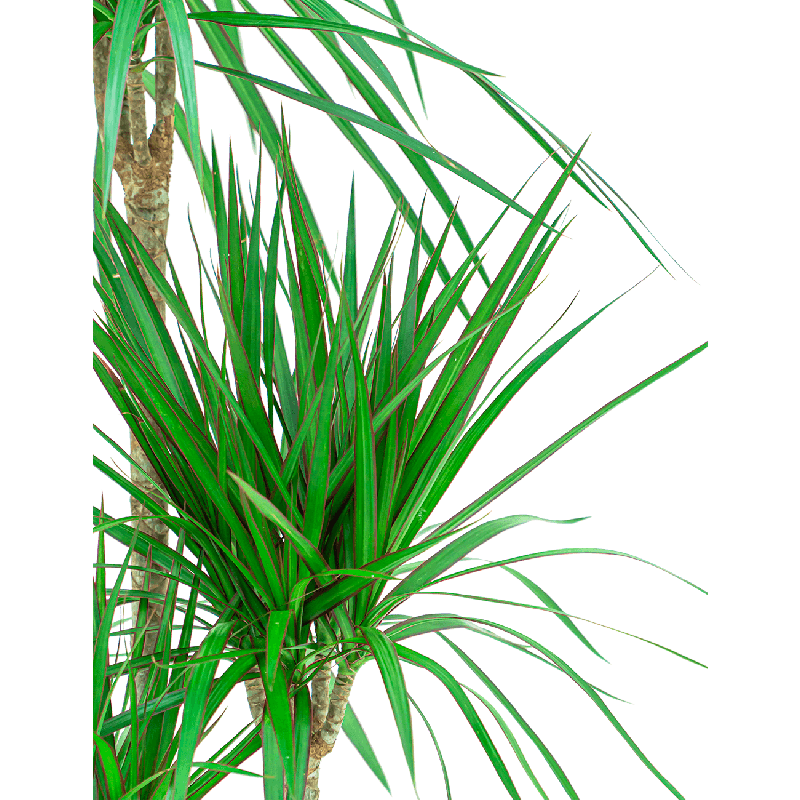 Dracaena Marginata 3-stam