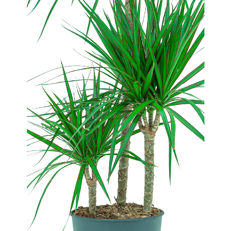 Dracaena Marginata 3-stam