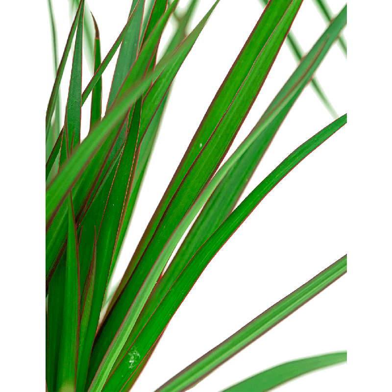 Dracaena Marginata 3-stam