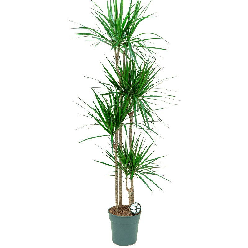 Dracaena Marginata 4-stam