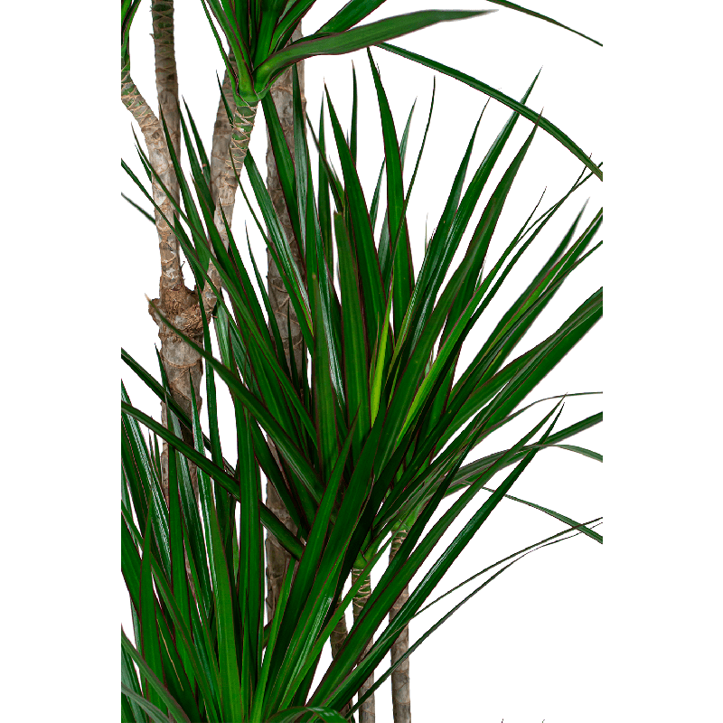 Dracaena Marginata 4-stam