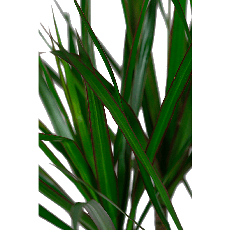 Dracaena Marginata 4-stam