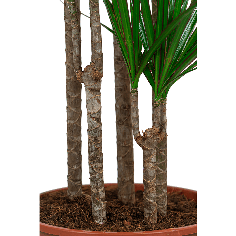 Dracaena Marginata 4-stam