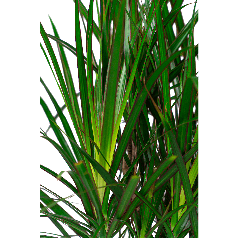 Dracaena marginata in Baq Opus Raw Goud