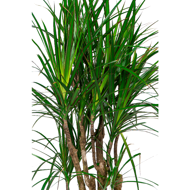 Dracaena Marginata in Line-Up Cube Matt Zwart met wielplaat