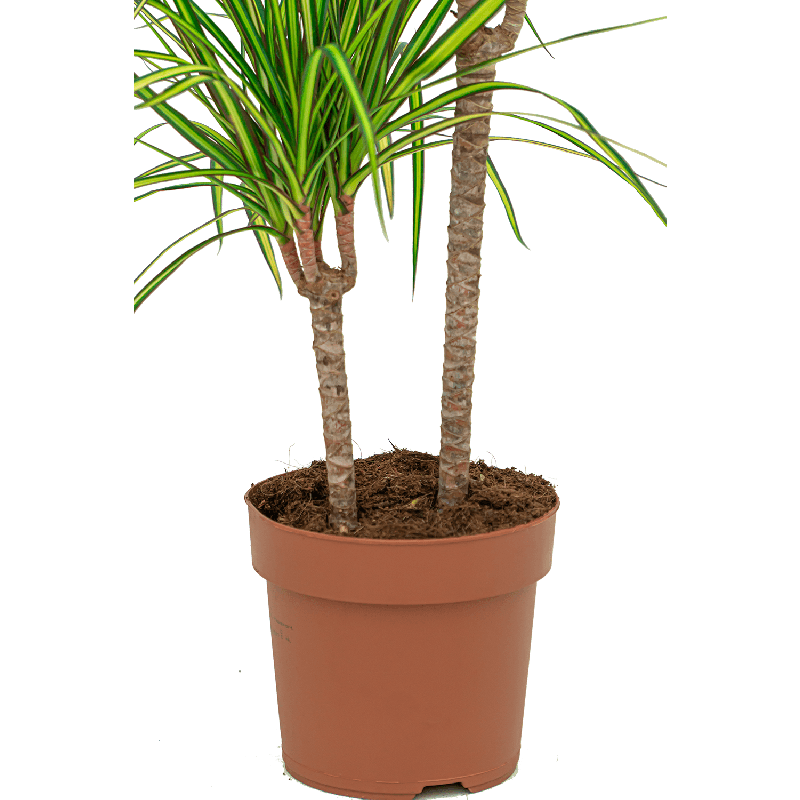 Dracaena Marginata Sunray 3-stam