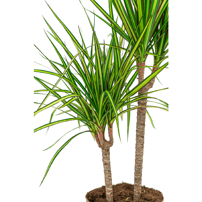 Dracaena Marginata Sunray 3-stam