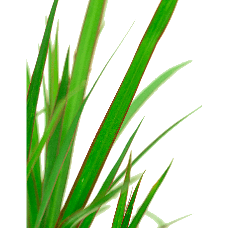 Dracaena Sunray in Baq Polystone Coppa Rock