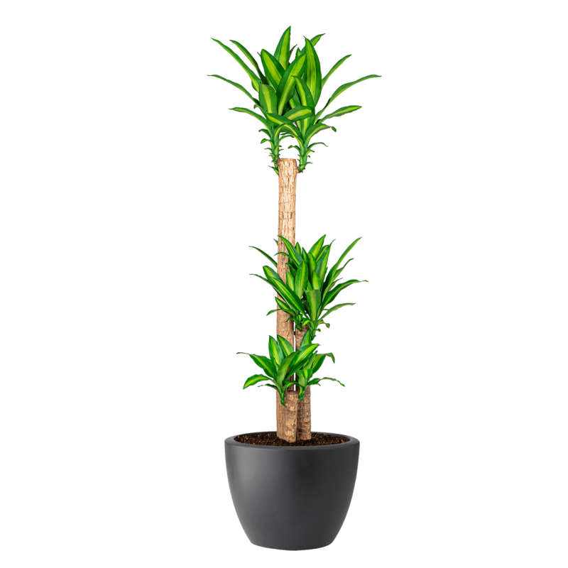 Dracaena Massangeana in Pure Soft antraciet