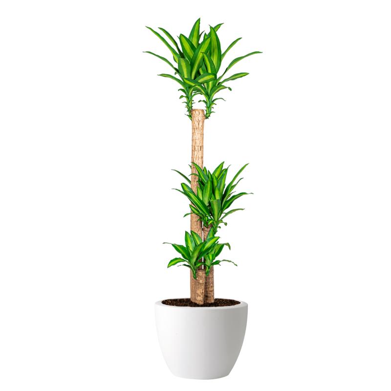 Dracaena Massangeana in Elho Pure Soft wit