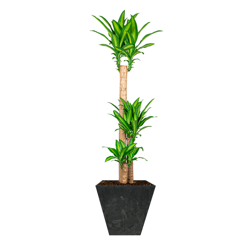 Dracaena Massangeana in Artstone Ella zwart