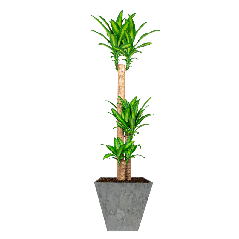 Dracaena Massangeana in Artstone Ella grijs