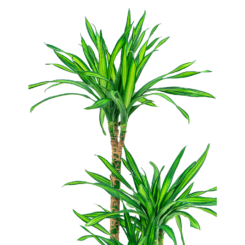 Dracaena Riki 3-stam