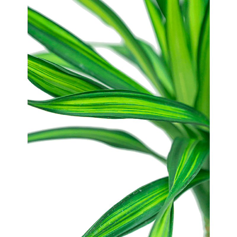 Dracaena Riki op stam