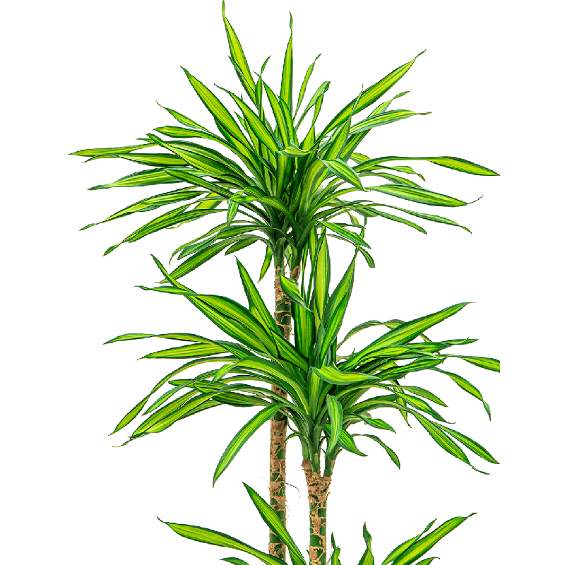 Dracaena Riki 2-stam