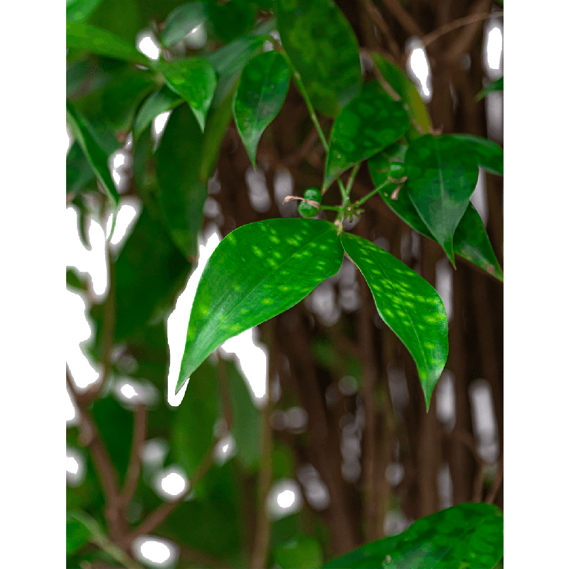 Dracaena Surculosa in Capi Nature Groovev Egg