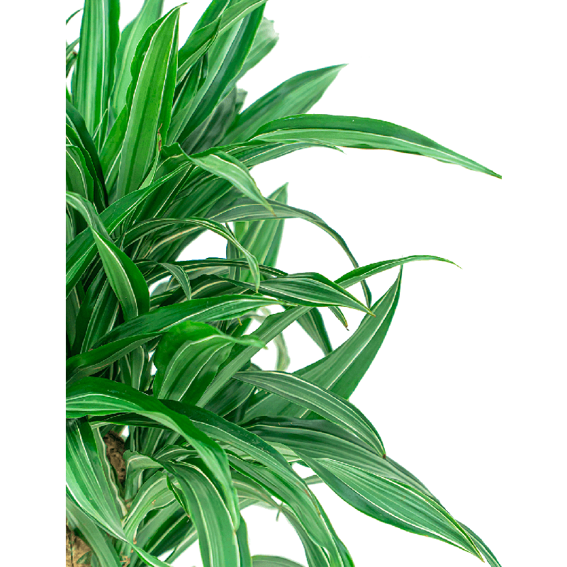 Dracaena Ulises vertakt 