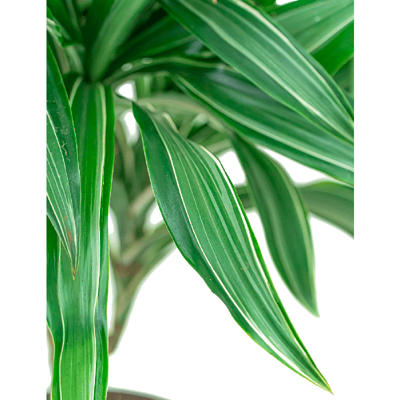 Dracaena Ulises vertakt 