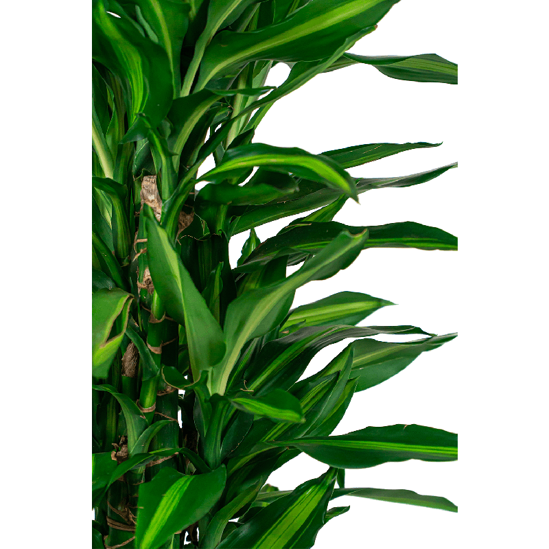 Dracaena  Cintho vertakt