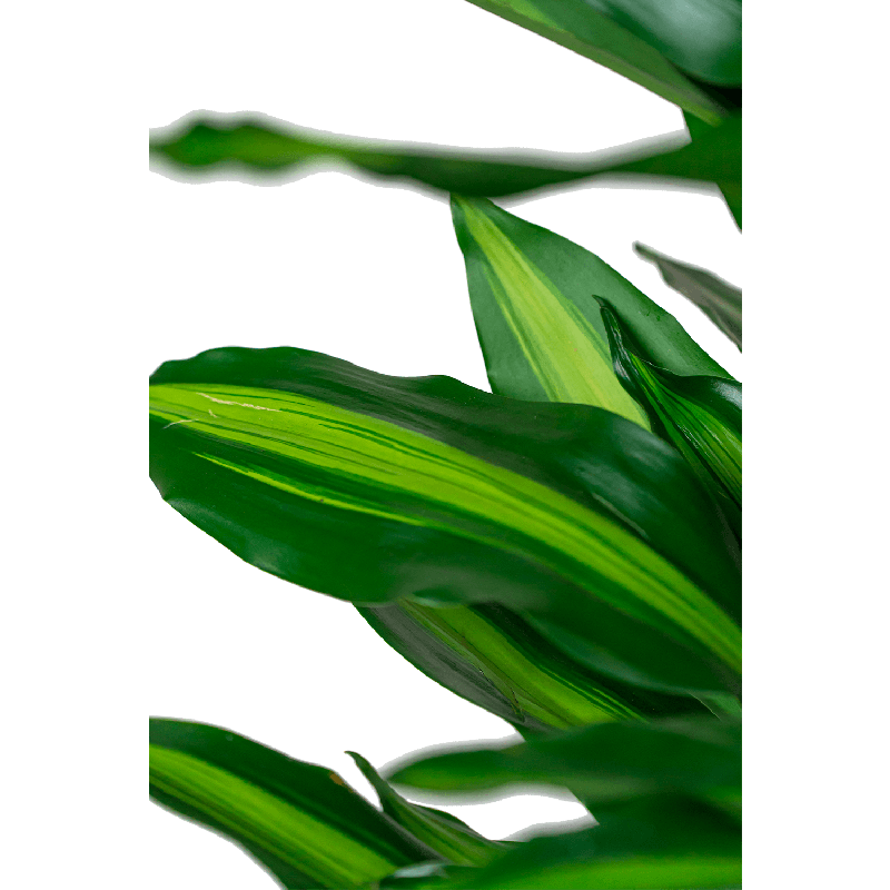 Dracaena  Cintho vertakt