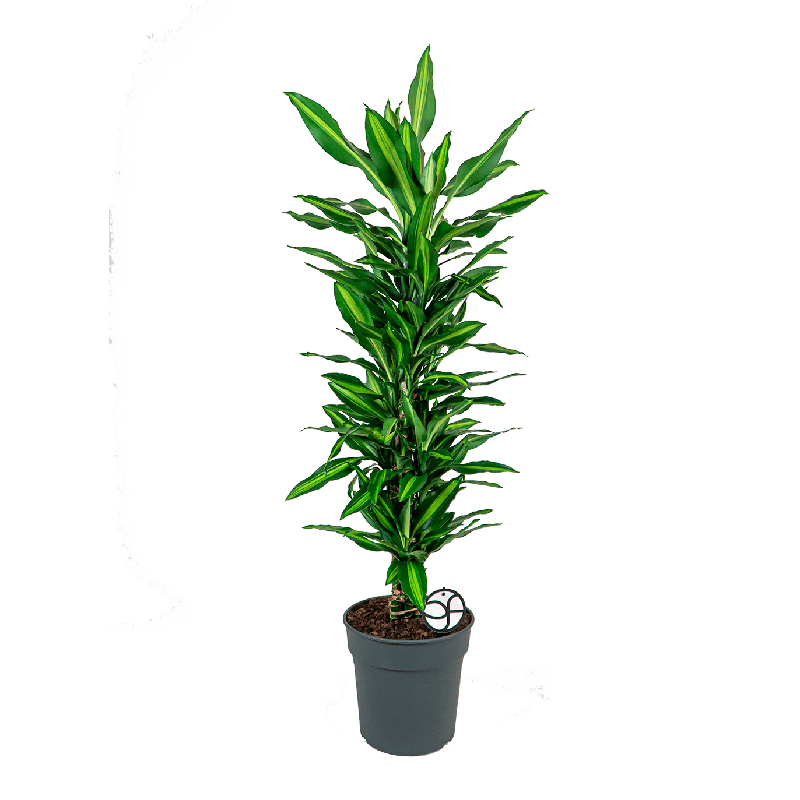 Dracaena Cintho vertakt