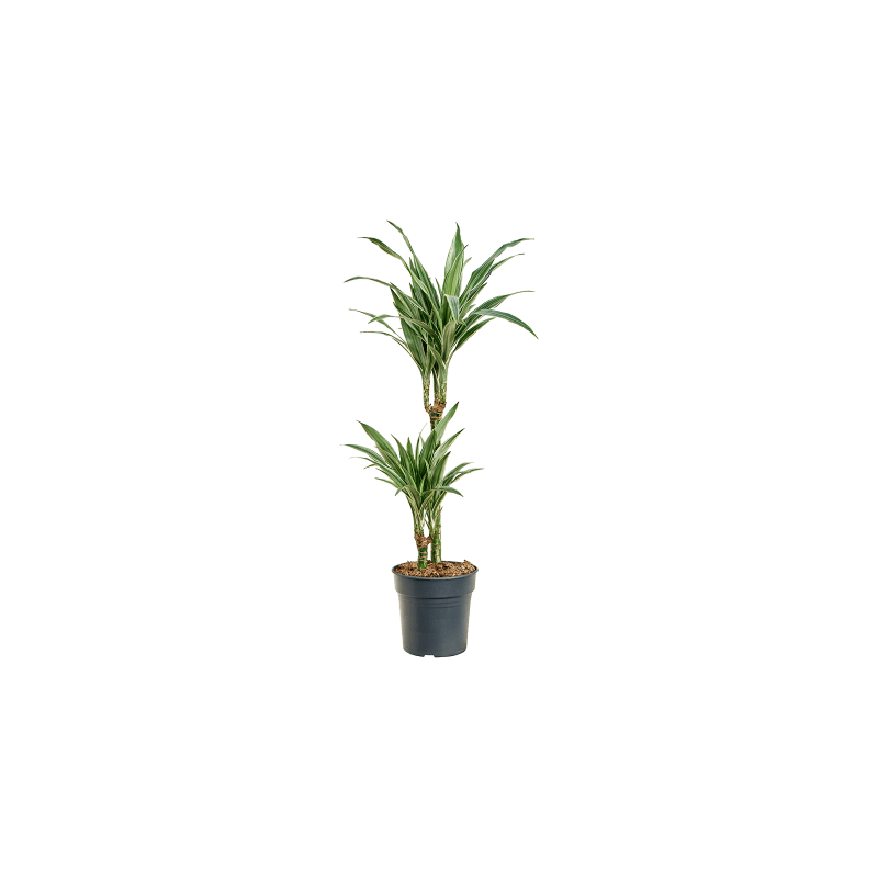 Dracaena Deremensis Warneckei 2-stam