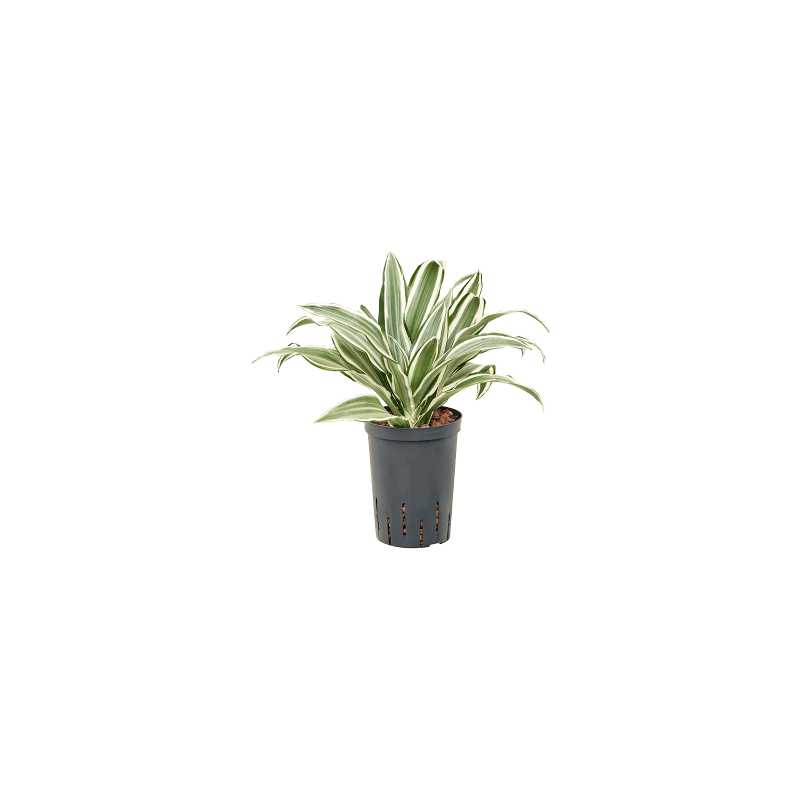 Dracaena Deremensis White Bird