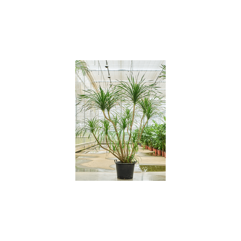 Dracaena draco Compact