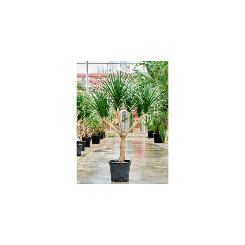 Dracaena draco Compact