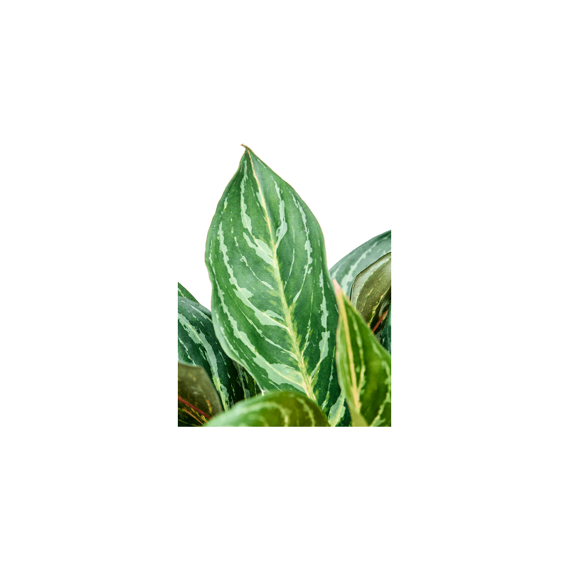 Aglaonema Dreamcatcher