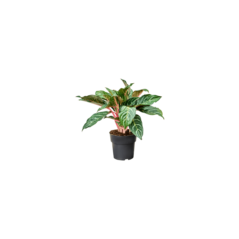 Aglaonema Dreamcatcher