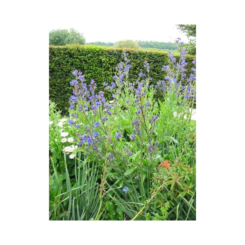 Anchusa Dropmore - 6 stuks