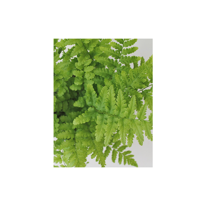 Dryopteris filix-mas - 6 stuks