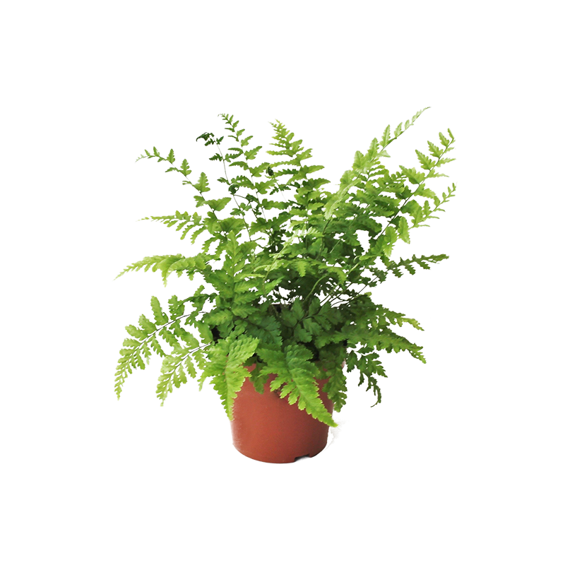 Dryopteris filix-mas - 6 stuks