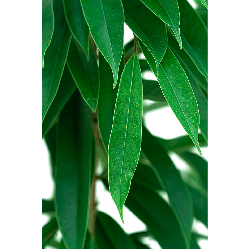 Ficus Amstel King - draadzuil