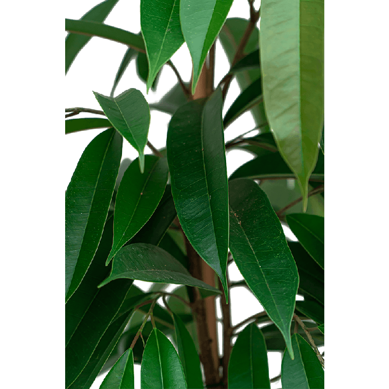 Ficus Amstel King gevlochten stam 