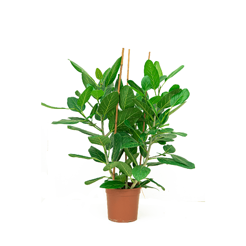 Ficus Benghalensis Audrey bush