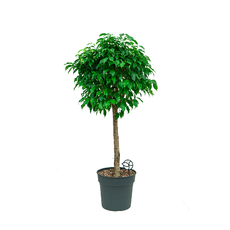 Ficus Benjamina Exotica op stam