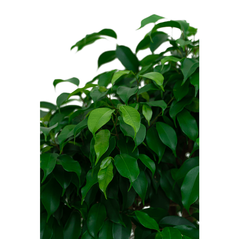 Ficus Benjamina Exotica op stam