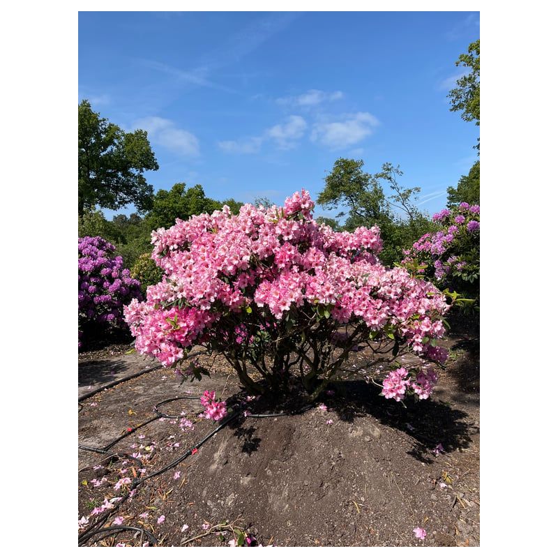 Rhododendron Duke of York