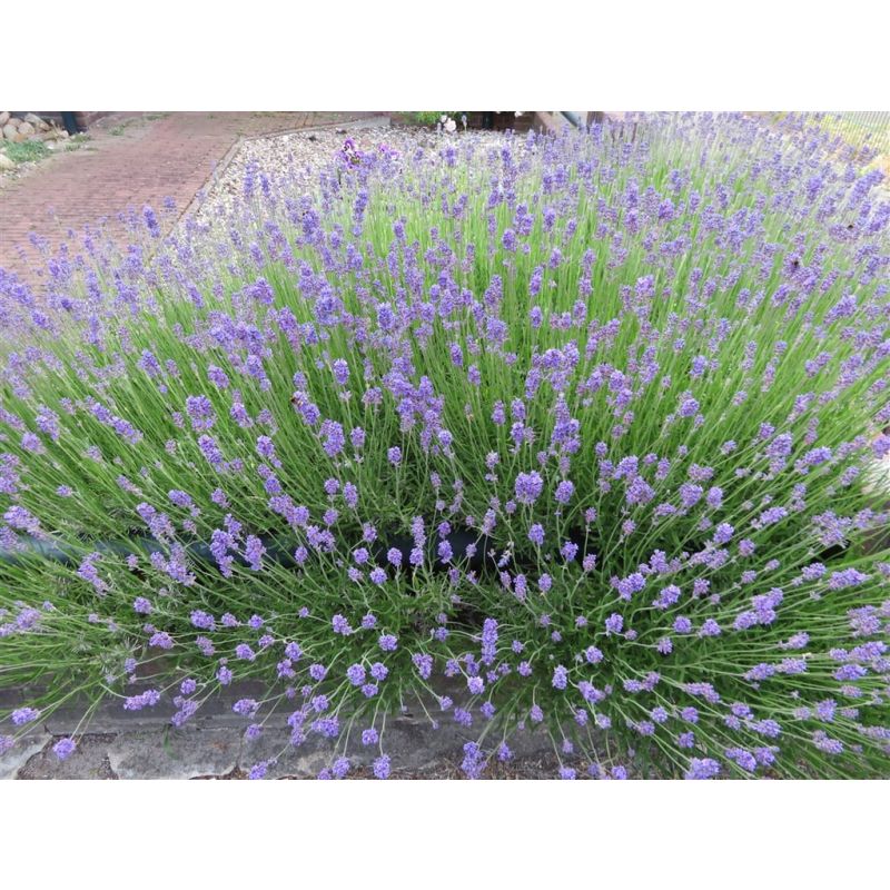 Lavandula Dwarf Blue - 6 stuks