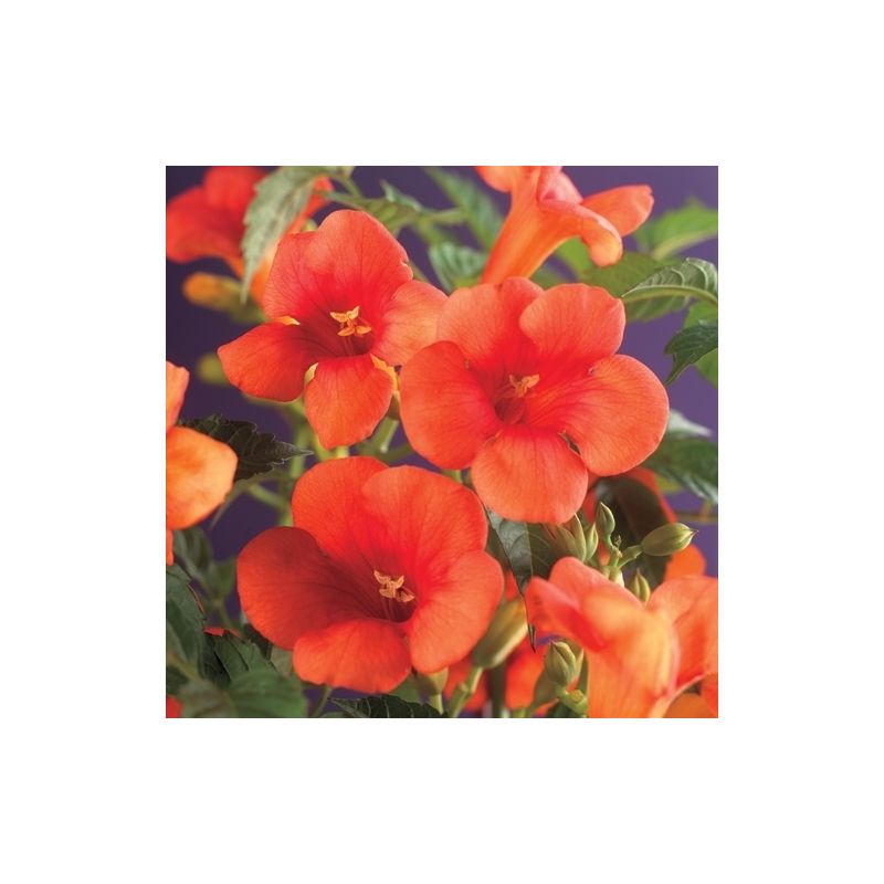 Campsis radicans