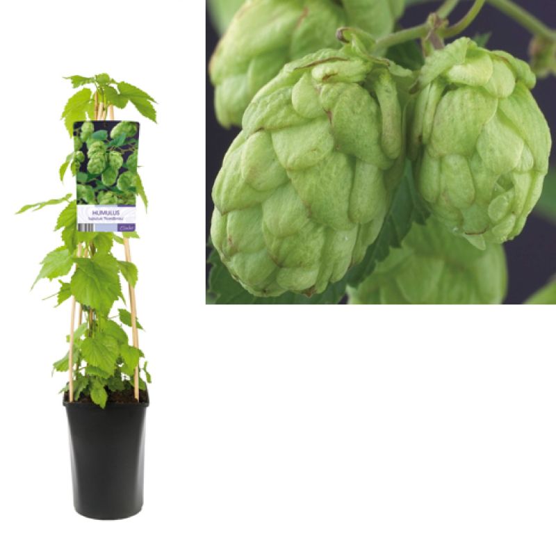 Humulus Nordbrau