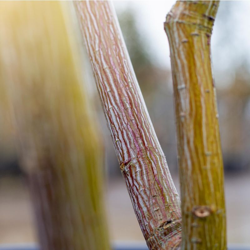 Acer Davidii - meerstammig