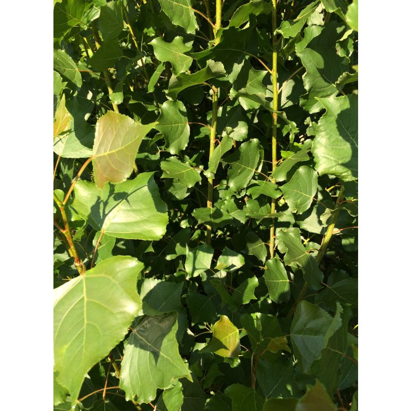 Populus Nigra Italica