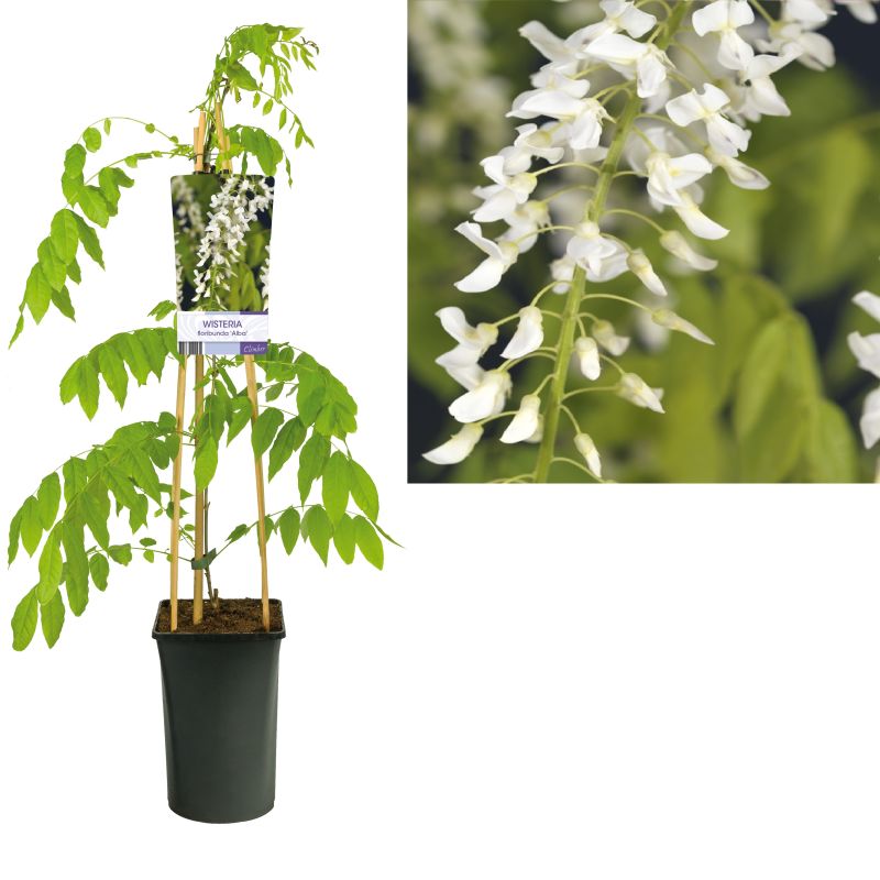 Wisteria Alba