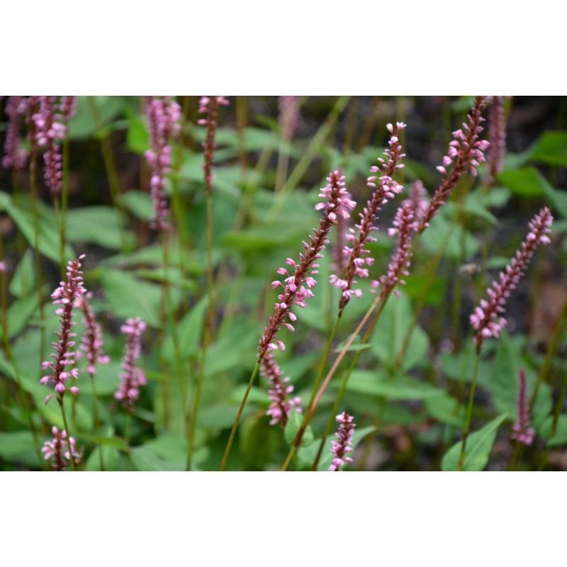 Persicaria Early Pink Lady - 6 stuks