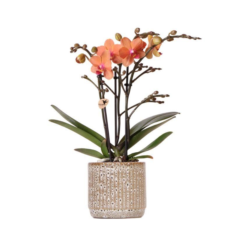 Orchidee in Earth striped pot