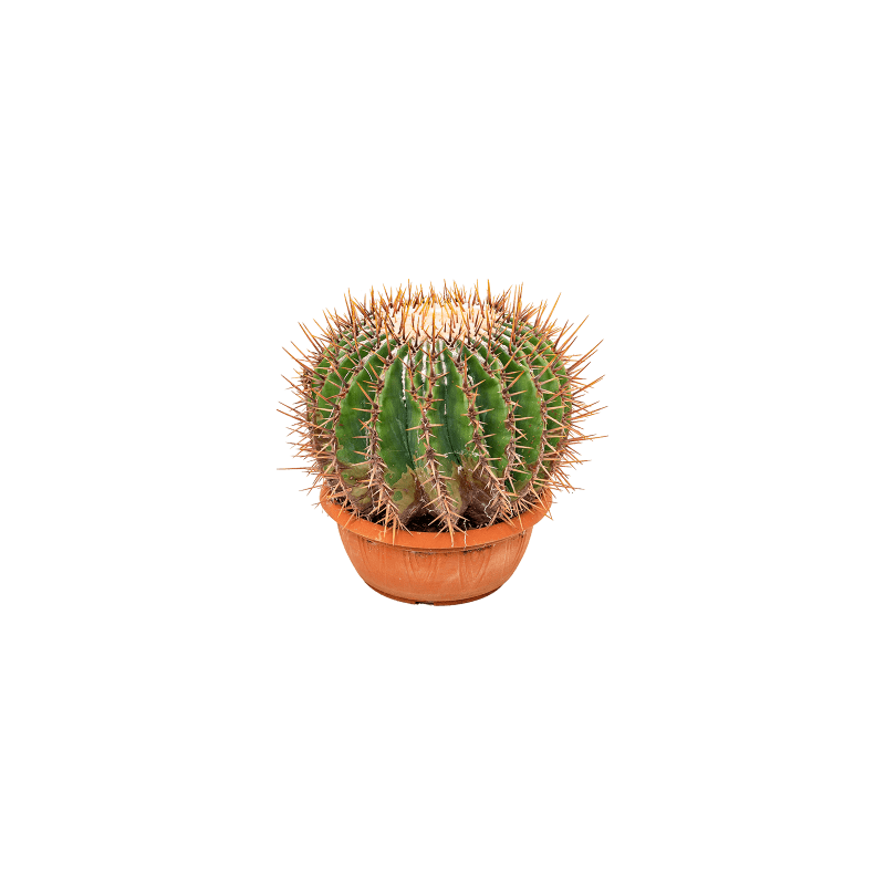 Echinocactus ingens