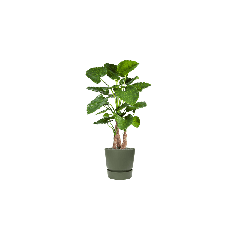 Alocasia Calidora in Elho Greenville Rond Groen - kunstplant